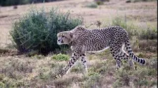 Amakhala Cheetah Stalking Prey