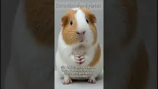 Fun facts about guinea pigs! #petlovers #animal #pets