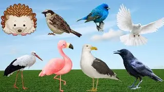What Does Bird Sound Like | Sounds That Make Birds Go Crazy | Learn Bird Names and Sounds