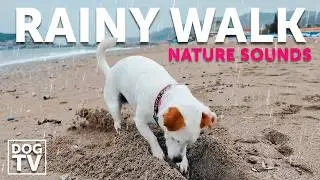 Adriatic Dog Beach Walk on a Rainy Beach | Nature Sounds for Dogs Left Alone | 4K