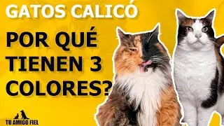 GATOS DE 3 COLORES: 10 Curiosidades de los GATOS CALICÓ  | Tu Amigo Fiel
