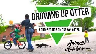 Growing Up Otter: A Rescued North American River Otter is Hand-raised