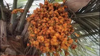 Biggest Jelly Palm Fruit Ever!!  Butia capitata