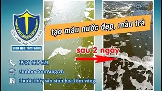 Cách gây màu nước ao nuôi tôm đẹp chỉ sau 2 ngày, tạo nguồn thức ăn tự nhiên cho tôm