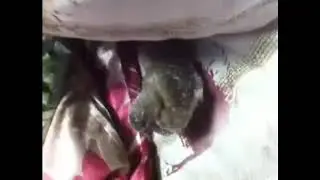 dove birds