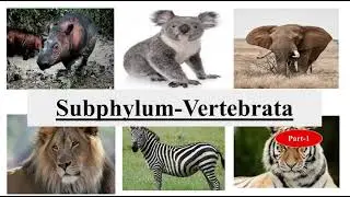 Subphylum-Vertebrata|| Ostracoderms & Cyclostomata||Lamprey and Hagfish||B.Sc|| Part-1||