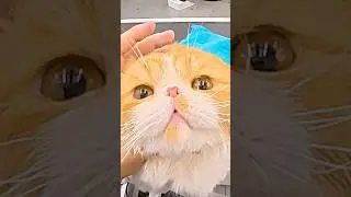 Груминг экзота