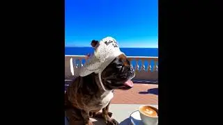 ultra realistic cinematic sequence showing a Frenc dog  #imsad #cute #animallife #animalphotos