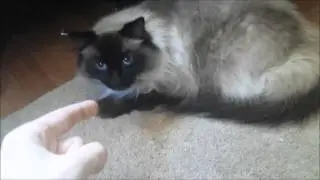 Lazy cats