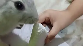 Rabbit Enjoying mineral block