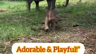 Adorable Baby Elephant Playing & Running Near Mother 🐘|| Elephant video 