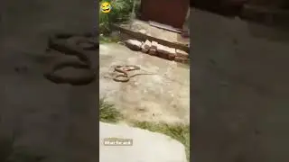 #nagin# Ko# dekha #ghabra# kar#south #video #viral #🪱🪱🪱🪱🪱