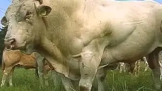 Kalveren