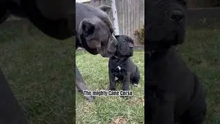#puppy #canecorsolovers #canecorso #cuteanimal #cute #love #baby