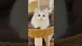 Naughty kitten moments ❤️😻😂 | Cute Fluffy Pets