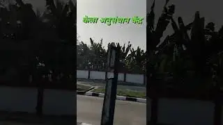 # केला अनुसंधान केंद्र हाजीपुर #shortvideo  #banana #Ak Raj87##