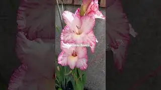 Striking pink color! What a beauty..