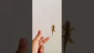 fun with lizard 🦎 #shorts #lizard  #chipkali #youtubeshorts