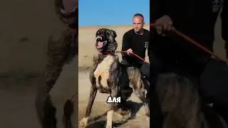 Кангал или алабай? Кто сильнее  #шортс #животные #собака