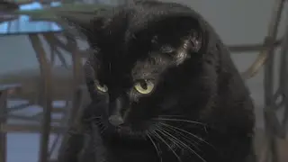 How expensive is it to be a pet owner in 2025?
