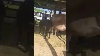#cowtails,#cows,#shortsofcows, what do they say? #happycows