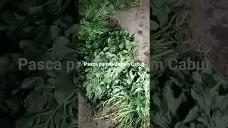 Panen sayuran Bayam cabut#shortvideo