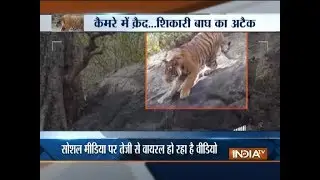 Video of a tiger hunting in forest goes viral on social media