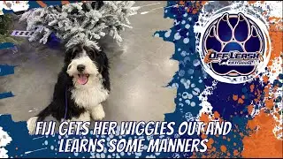 Middle Tennessee Dog Trainers - Fiji 6mo Bernedoodle Before/After Training Two-Week Board & Train