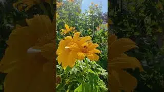 WOW! Sunflowers and Bees in our backyard garden #followme #subscribe #backyardgarden #sunflowers