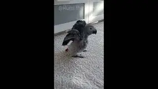 2 months old African Grey Parrot - Rumi's 1st attempts at flying, and talking!
