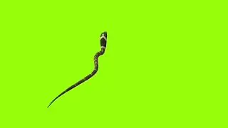 Head up Snake green screen। green screen। green screen।ostad animation