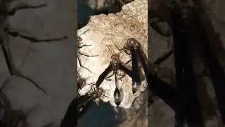my pet thread waisted wasps groom & feed larvae chewed up caterpillar mixed with saliva#viral#shorts