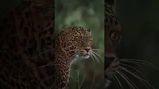 Beautiful eyes of Asian animals , Asian leopard