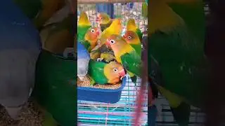 lovebirds sounds singing #ovebirds#birdsounds #birdsinging💘👌🥰😘