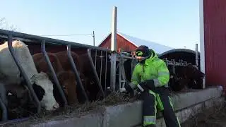 Peräkylän navetan harjakaiset