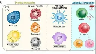immune system of the body,Noor Saba , NIMS, physiology lecture 1