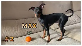 🟠#2 | Max the Mini Pinscher vs Orange |🐶vs🍊