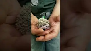 Beautiful Cute Adorable Hedgehogs 😍🤗🤩 #hedgehog #shorts #cute