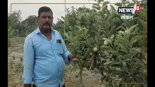 Apple Farming : हरमन-99 किस्म के सेब का बेगूसराय में हो रहा है उत्पादन, जानिए उत्पादन क्षमता और कमाई