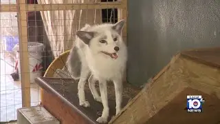 Pawsitive Beginnings sanctuary needs support to continue with foxy mission