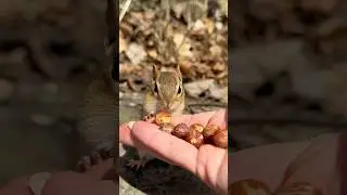 The Forbidden Nut #shorts #charliethechipmunk #animals #nature #smart #patient #wildlife #funny #lol