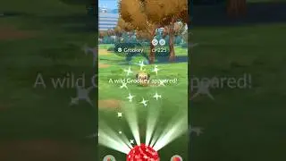 COMMUNITY DAY SHINY GROOKEY IN POKEMON GO ✨#pokemongo #pokemonchannel #communityday #shinypokemon