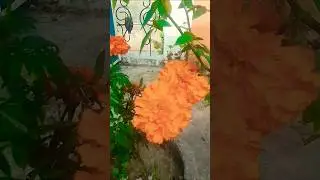 beautiful flower 🌹🌺🌷#beautiful #flowers #garden #nature #gardeningtips #A&P_gardening