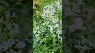 #bulbbittercress#sprigcress#cardamine#plant#flowers#nature#botanic