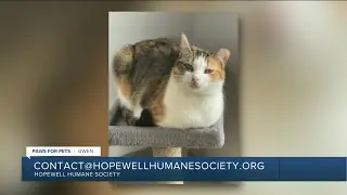 Paws for Pets: Gwen, a sassy girl who is very loyal and low key
