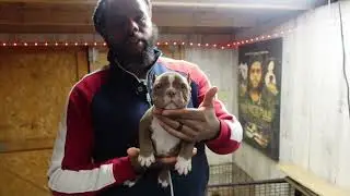 YARD UPDATE AND AVAILABLE PUPPIES