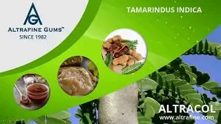 Tamarindus Indica Increasing Usage in Manufacturing Industries