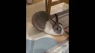 A sprinkle of magic begins now. # real #magic #bunny #bunnyofinstagram #pets #cute