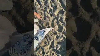 🇺🇸 sunset on the Beach #NJ 🏖️🎶🌊 #USA Welcome to SeaBright #asmr #jerseyshore #beachsounds