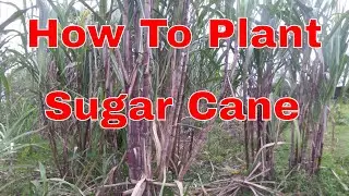 How To Plant Sugar Cane (2018)